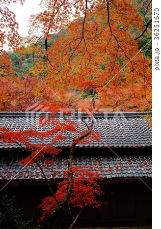 牛滝山の紅葉 牛滝山の紅葉 36251670