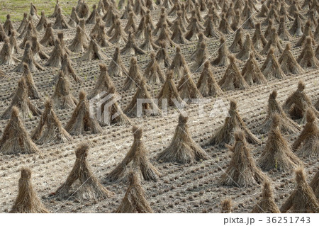 積み藁 36251743