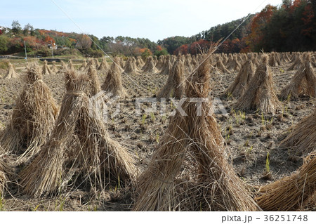 積み藁 36251748