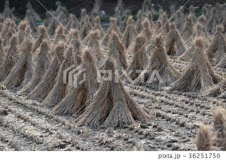 積み藁 36251750