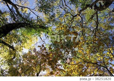 快晴 青空 紅葉 梢 吾妻山 快晴 青空 紅葉 梢 吾妻山 36251820