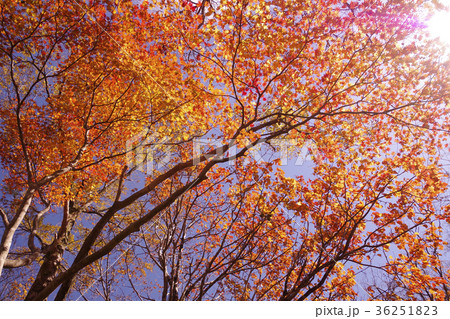 快晴　青空　もみじ　紅葉　梢　吾妻山 36251823