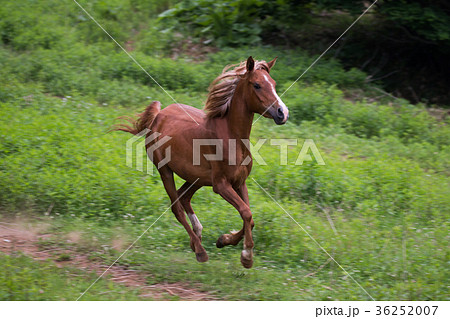 草原を走る馬の写真素材