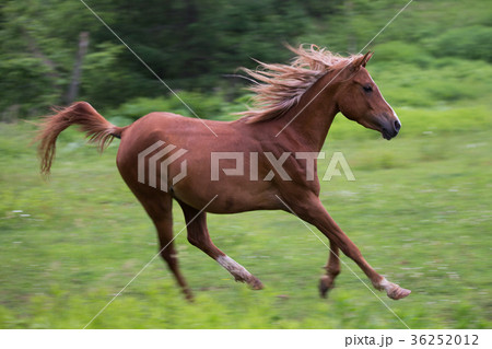 草原を走る馬 36252012