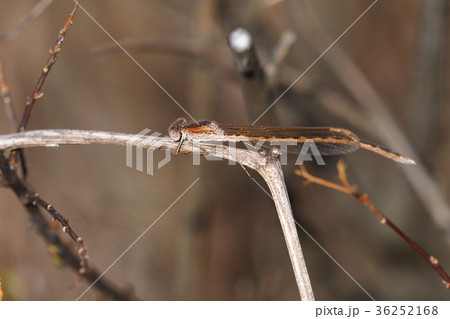 オツネントンボ（オス・日向ぼっこ） 36252168