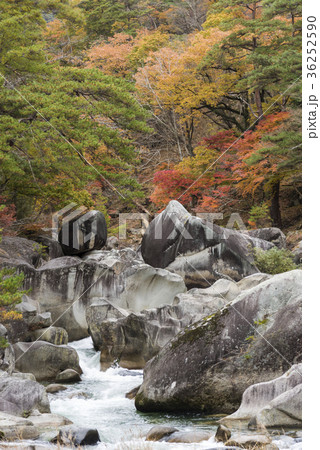 昇仙峡荒川と紅葉 山梨県甲府市 昇仙峡荒川と紅葉 山梨県甲府市 36252590