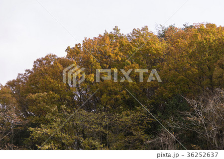 昇仙峡の紅葉 山梨県甲府市 昇仙峡の紅葉 山梨県甲府市 36252637