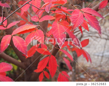 メグスリノキの紅葉 36252683