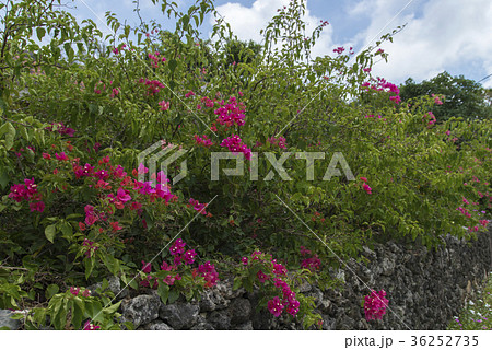 竹富島の風景 36252735