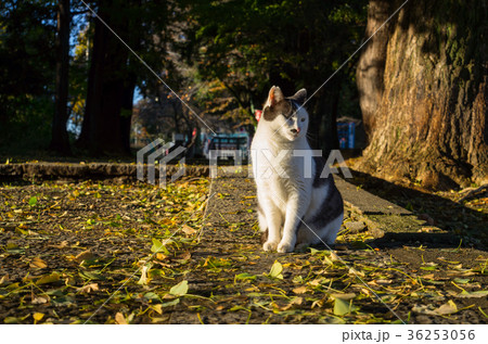 参道のイチョウの落ち葉とサバトラ白の猫 晩秋の午後 a 参道のイチョウの落ち葉とサバトラ白の猫 晩秋の午後 a 36253056
