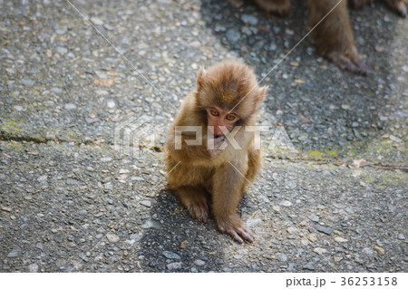 ニホンザルの小猿 ニホンザルの小猿 36253158