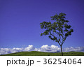 夏の秋吉台にぽつんと立つ木 36254064