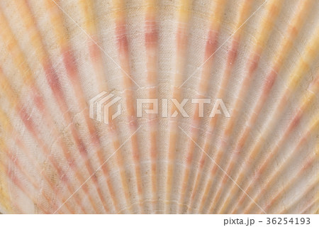 Background of the shell Background of the shell 36254193