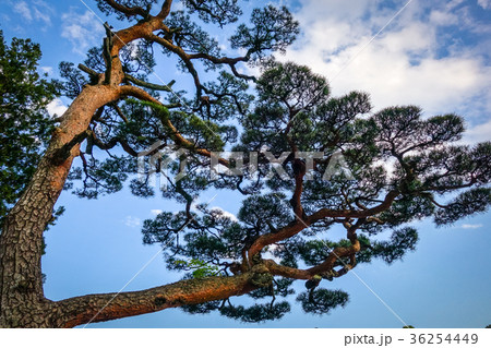 japanese black pine on a blue sky, Nikko, Japan japanese black pine on a blue sky, Nikko, Japan 36254449