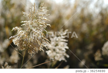 Fluffy grass Fluffy grass 36254690