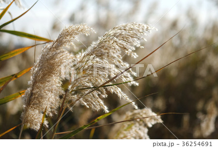 Fluffy grass 36254691