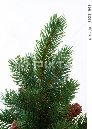 Branch of evergreen Christmas tree. 36254943