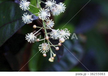 クロトンの花の写真素材