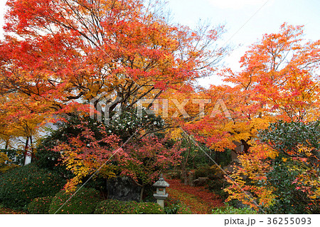 源光庵 庭 紅葉 源光庵 庭 紅葉 36255093