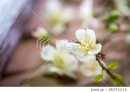white narcissus flowers 36255213