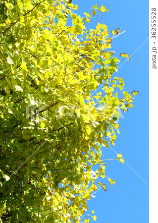 明月院通りのイチョウ（鎌倉） 36255528