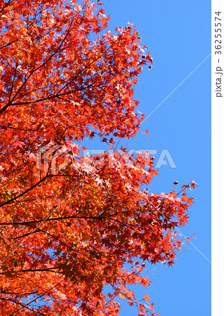 明月院通りの紅葉（鎌倉） 36255574