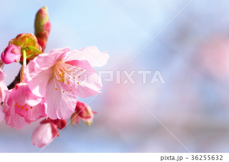 修善寺寒桜 36255632