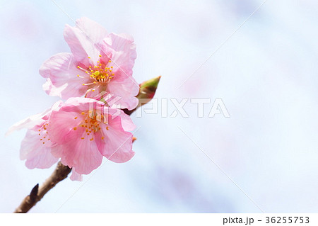 修善寺寒桜 36255753