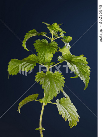 Stinging nettle twig Stinging nettle twig 36255948