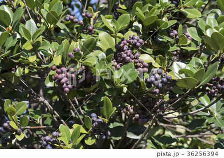 シャリンバイの果実 36256394