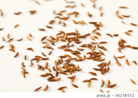 fingerful of caraway seeds fingerful of caraway seeds 36256552