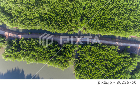 Aerial of local road in mangrove forest 36256750