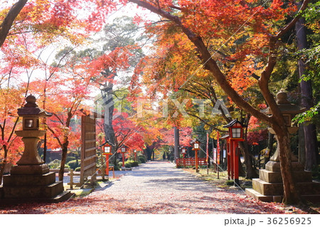 京都 秋の大原野神社 京都 秋の大原野神社 36256925