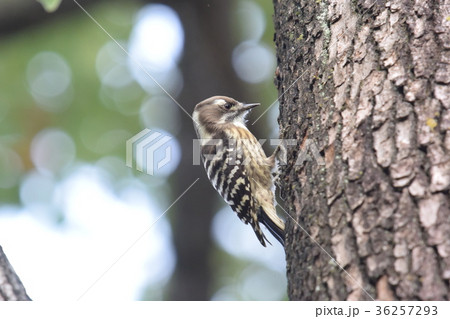 秋の公園のコゲラ 秋の公園のコゲラ 36257293