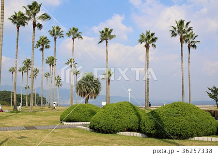 上人ヶ浜公園＊別府 36257338