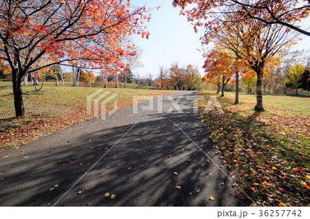 北海道立真駒内公園の散策路 北海道立真駒内公園の散策路 36257742