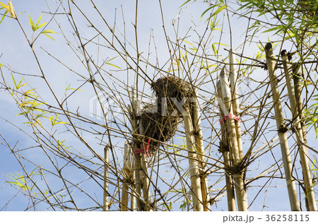 Bird's nest on top of bamboo. Bird's nest on top of bamboo. 36258115