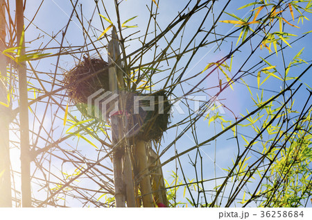 Bird's nest on top of bamboo. 36258684