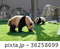 パンダ親子 36258699