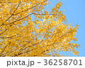 イチョウの紅葉 36258701