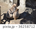 日本ザル　親子 36258712