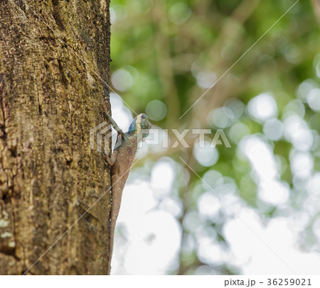 Chameleon on the tree. Chameleon on the tree. 36259021