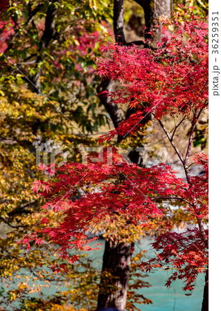 月の石もみじ公園 36259351