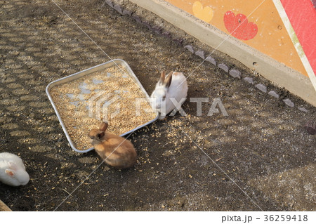 神話の里公園のウサギさん 36259418