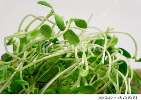 Sunflower sprout Sunflower sprout 36259581
