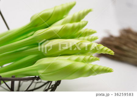 Moonflower Moonflower 36259583