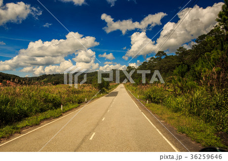 Asphalt Road along Tropical Plants Fields Asphalt Road along Tropical Plants Fields 36259646