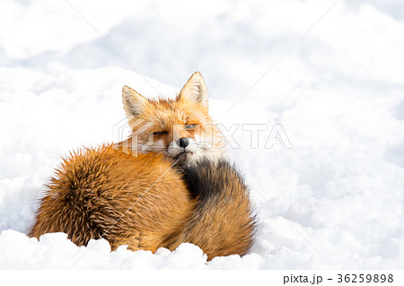 冬のキツネと雪の写真素材