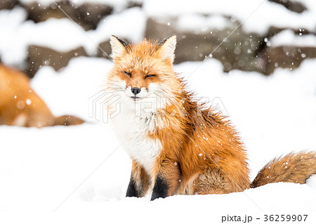 冬のキツネと雪の写真素材 36259907 Pixta