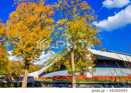 東京　駒沢オリンピック公園　体育館と紅葉 36260065